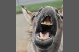 i-AML Nigeria Illegal Shipment to Hong Kong Containing 7,000 Donkey Penises Seizedn